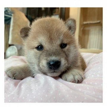 柴犬(標準サイズ)【長野県・男の子・2021年4月10日・赤】の写真「✨イケメン✨」