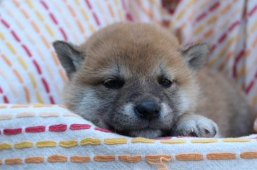 柴犬(標準サイズ)【長野県・女の子・2020年4月9日・赤】の写真「くりくりおめめが可愛らしい女の子です♬」