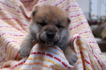 柴犬(標準サイズ)【長野県・男の子・2020年4月9日・赤】の写真「小さな王子( ^^)」