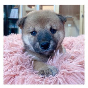 柴犬(標準サイズ)【長野県・男の子・2021年7月21日・赤】の写真「✨可愛いお顔の男の子✨」