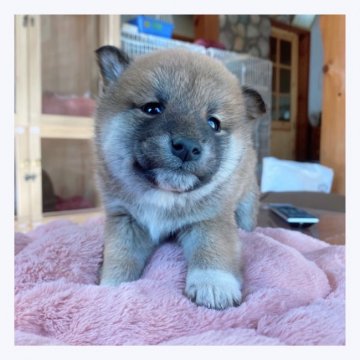 柴犬(標準サイズ)【長野県・男の子・2021年12月26日・赤】の写真「🌟イケメン君🌟」