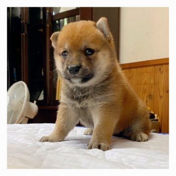 柴犬(標準サイズ)【長野県・女の子・2020年8月14日・赤】の写真「とても愛嬌のある優しいお顔の女の子です🥰」