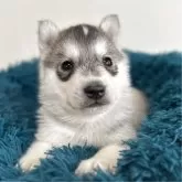 シベリアンハスキー