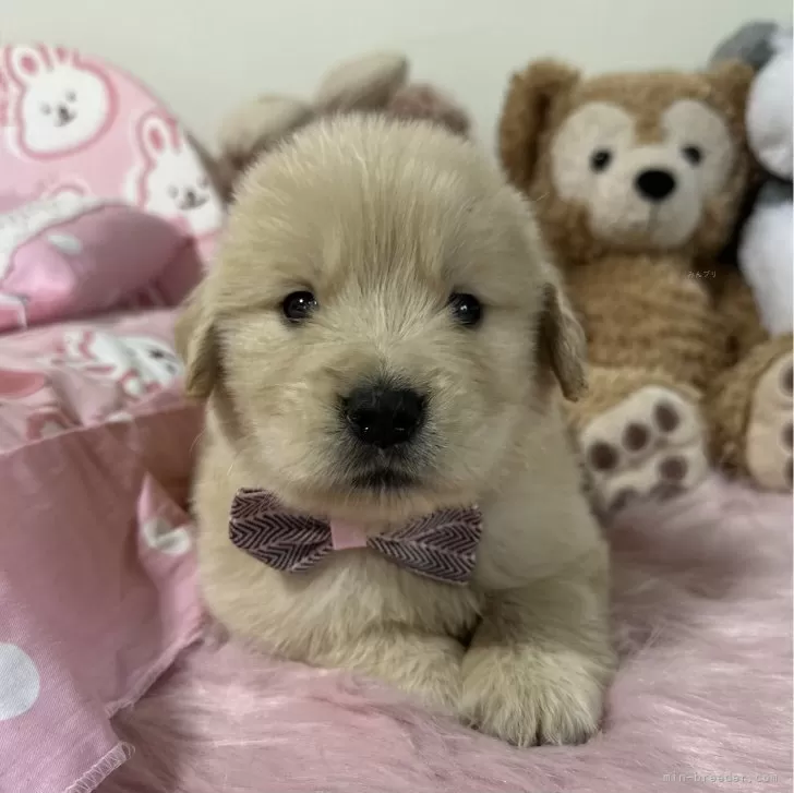 むぎママ 様のお迎えした子犬