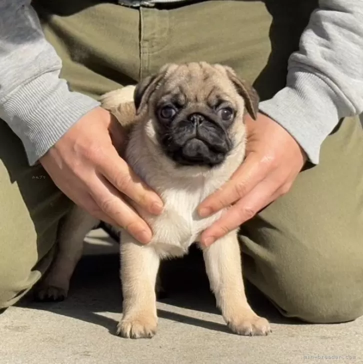 T.S 様のお迎えした子犬