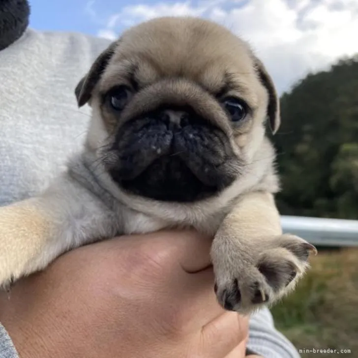 QUADRIFOGLIO 様のお迎えした子犬