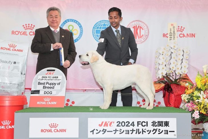 ジュニアチャンピオン｜太田　聖一(おおた　せいいち)ブリーダー(新潟県・ラブラドールレトリバー・JKC登録)の紹介写真8