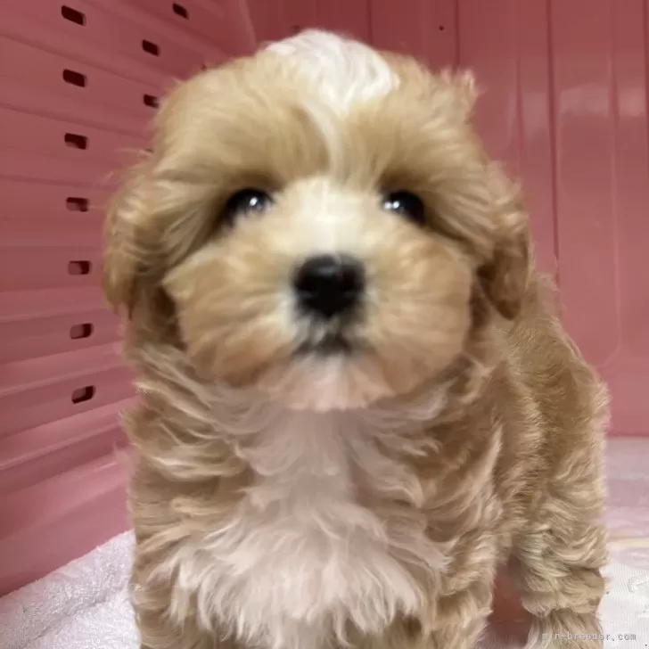 AS 様のお迎えした子犬