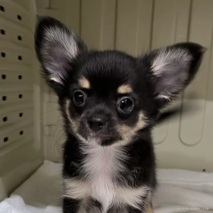 ぴぴりあ 様のお迎えした子犬