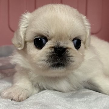 ペキニーズ【岐阜県・女の子・2024年8月27日・ホワイト】の写真「人懐っこく凄く元気です」