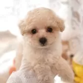 ティーカッププードル