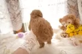 ティーカッププードル【山梨県・女の子・2025年2月5日・アプリコット】の写真8
