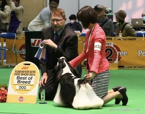 犬質の向上を目指しています｜服部　真弓(はっとり　まゆみ)ブリーダー(岐阜県・アメリカンコッカースパニエル・JKC登録)の紹介写真1