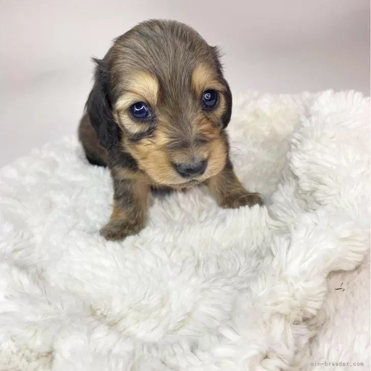 てんこ 様のお迎えした子犬