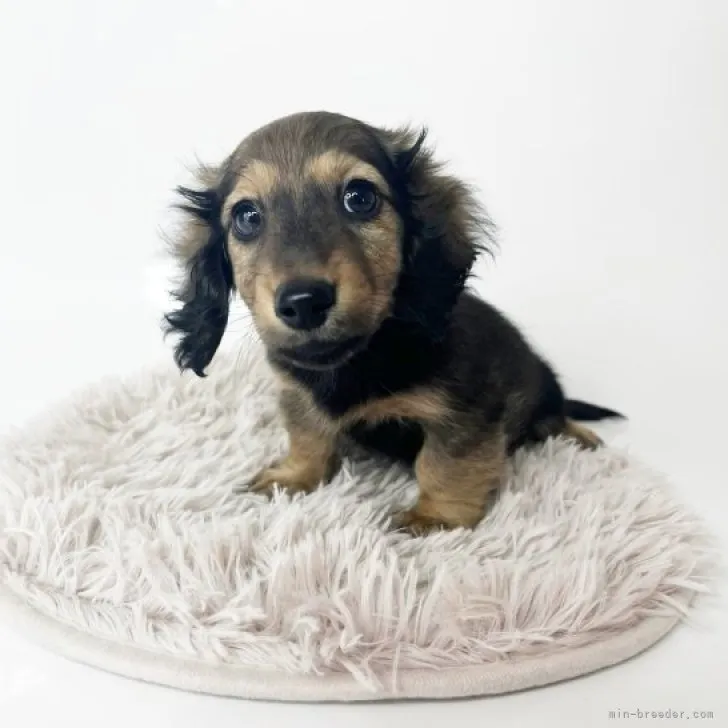ちゃまめ 様のお迎えした子犬