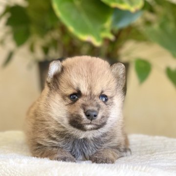 ポメ豆柴(ポメラニアン×豆柴)【山梨県・男の子・2025年2月8日・茶】の写真「とっても穏やかな性格です☺️」