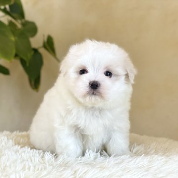 マルチーズ【山梨県・女の子・2025年3月12日・ホワイト】の写真「穏やかな性格の女の子です☺️✨」