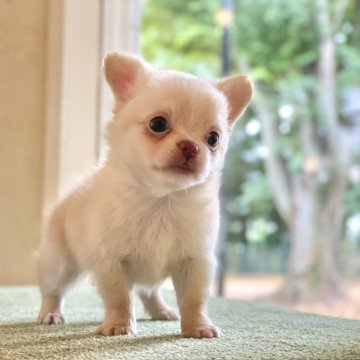 チワワ(ロング)【山梨県・男の子・2024年5月13日・クリームホワイト】の写真「人懐っこい可愛い子です☺️🌟」