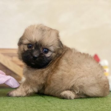 ミックス(ペキニーズ×トイプードル)【山梨県・女の子・2023年5月30日・レッド】の写真「穏やかな性格の子です🌼」