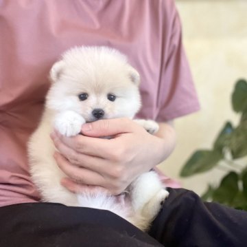 ポメラニアン【山梨県・男の子・2024年7月7日・クリーム】の写真「丸い大きいお目目がチャームポイントです😊🌼」