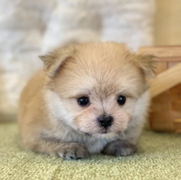 ポメマル(マルチーズ×ポメラニアン)【山梨県・男の子・2024年8月18日・茶】の写真「可愛いお顔のマルポメくんです😊🌈」