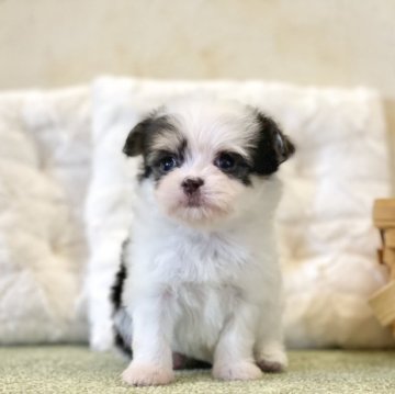 チワマル(チワワ×マルチーズ)【山梨県・男の子・2024年8月13日・トライ】の写真「人懐っこくて仕草がとても可愛いです☺️🌟」