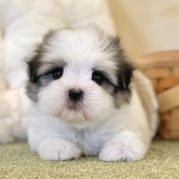 ミックス(マルチーズ×シーズー)【山梨県・女の子・2024年8月15日・白茶】の写真「コロコロしてて短足な体型が可愛いです☺️✨️」