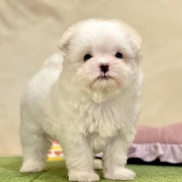 マルチーズ【山梨県・女の子・2023年4月4日・ホワイト】の写真「両親遺伝子検査クリアです🌟」