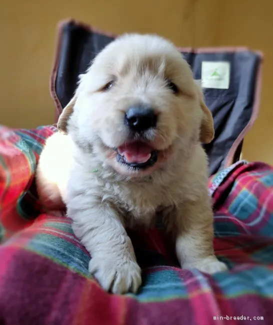 杏 様のお迎えした子犬