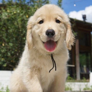 ゴールデンレトリバー【兵庫県・男の子・2024年6月21日・ライトゴールド】の写真「欧州外産EGとAGのハイブリッドゴールデン」