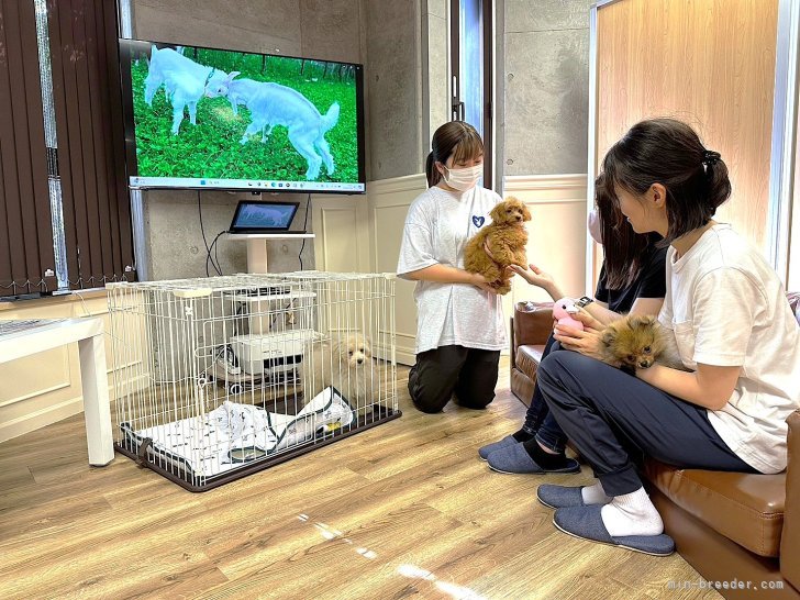 複数頭見学も実施してます！とってもかわいいワンちゃんたちと触れ合ってみてください🐶｜藤本　朝人(ふじもと　あさと)ブリーダー(東京都・トイプードルなど・JKC登録)の紹介写真3