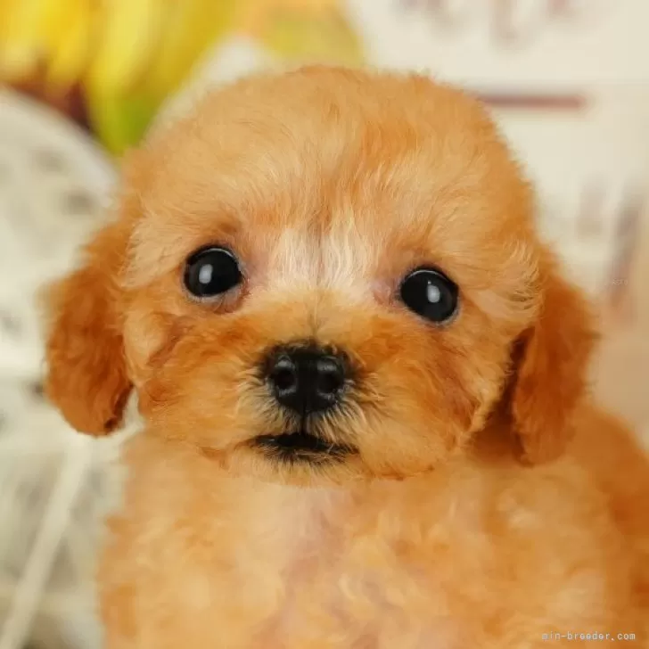 T.O 様のお迎えした子犬