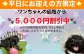 トイプードル(トイ)【東京都・男の子・2025年2月22日・レッド】の写真10「初台駅の南口から徒歩約10分♪新宿駅から京王新線に乗り換えてお越しくださいませ！」