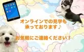 トイプードル(トイ)【東京都・男の子・2025年2月5日・レッド】の写真9「オンライン見学も承っております♪お気軽にお問い合わせください！」
