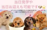 トイプードル(トイ)【東京都・女の子・2025年1月26日・レッド】の写真7「毎日パピーランにてきょうだい以外のワンちゃんとも遊ぶことで、社会化トレーニングを行っています🐶」
