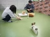 チワプー(チワワ×トイプードル)【東京都・男の子・2024年11月23日・クリーム】の写真8「毎日パピーランにてきょうだい以外のワンちゃんとも遊ぶことで、社会化トレーニングを行っています🐶」