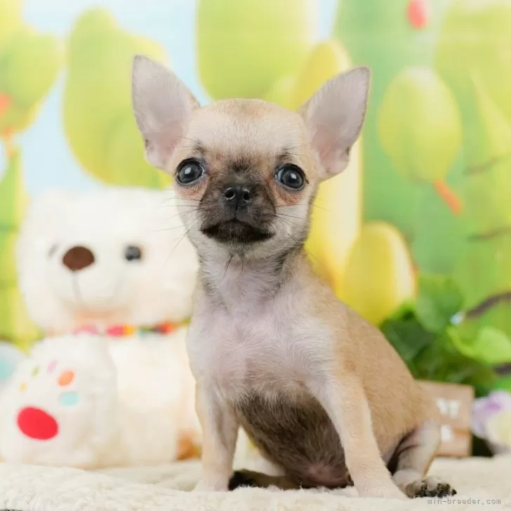 ゆーまん 様のお迎えした子犬