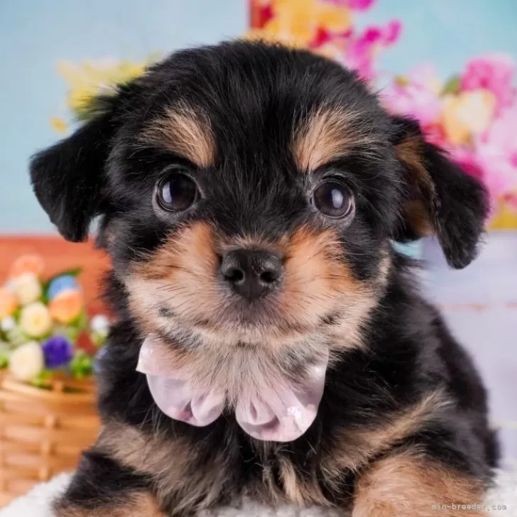 くるみ 様のお迎えした子犬