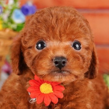 トイプードルの子犬を探す｜ブリーダー直販の子犬販売【みんなのブリーダー】