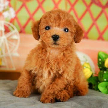 ティーカッププードルの子犬を探す｜ブリーダー直販の子犬販売【みんなのブリーダー】