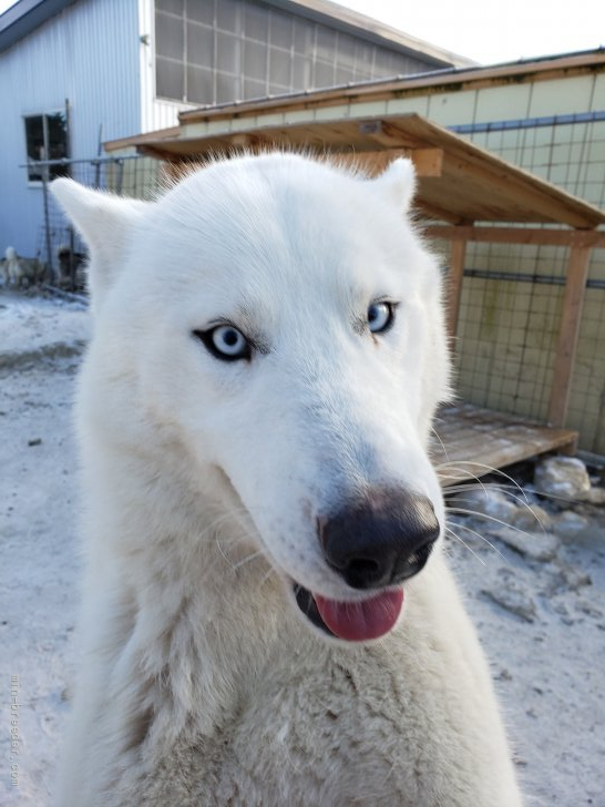 シベリアンハスキー ロシア輸入犬 当方ハスキー看板犬｜片岡　英美(かたおか　えみ)ブリーダー(北海道・シベリアンハスキーなど・JKC登録)の紹介写真2