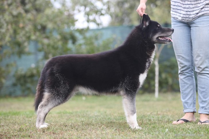 輸入犬｜片岡　英美(かたおか　えみ)ブリーダー(北海道・シベリアンハスキーなど・JKC登録)の紹介写真4