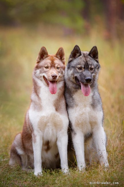 輸入犬｜片岡　英美(かたおか　えみ)ブリーダー(北海道・シベリアンハスキーなど・JKC登録)の紹介写真5