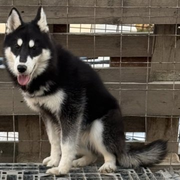 シベリアンハスキー【北海道・女の子・2024年5月8日・ジェットブラック】の写真「父親輸入犬母親準外産両親遺伝子クリアの子犬達です。」