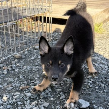 柴犬(標準サイズ)【北海道・女の子・2024年9月12日・黒】の写真「ショータイプの親から産また少し小さめの女の子」