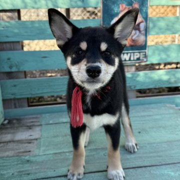 柴犬(標準サイズ)【北海道・女の子・2024年9月12日・黒】の写真「ショータイプの親から産またタヌキ顔の女の子」