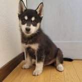シベリアンハスキー