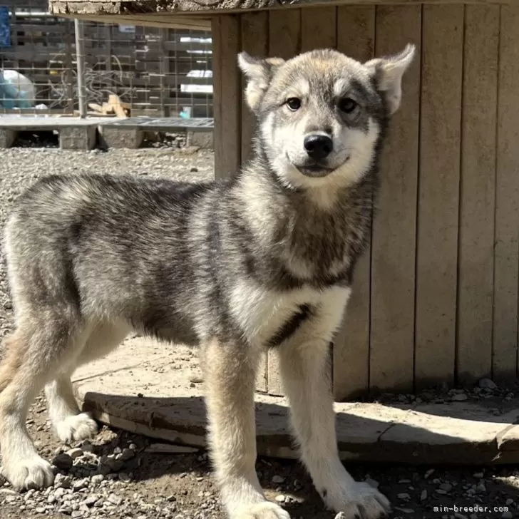 M.T 様のお迎えした子犬