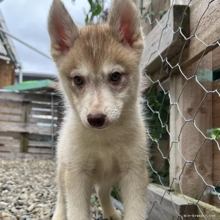 T.I 様のお迎えした子犬