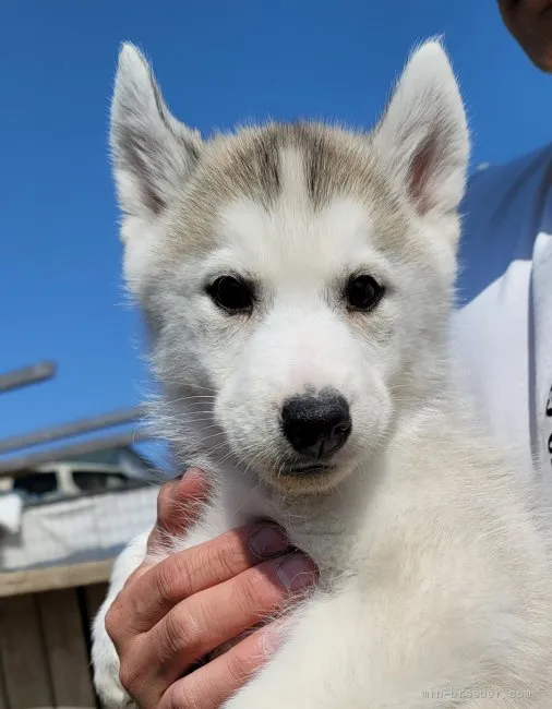 M.S 様のお迎えした子犬